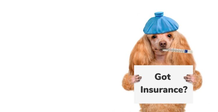 pet health insurance dogs terbaru