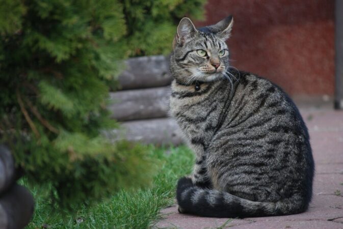 insurance cat nationwide health pet