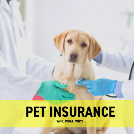 health insurance pets terbaru