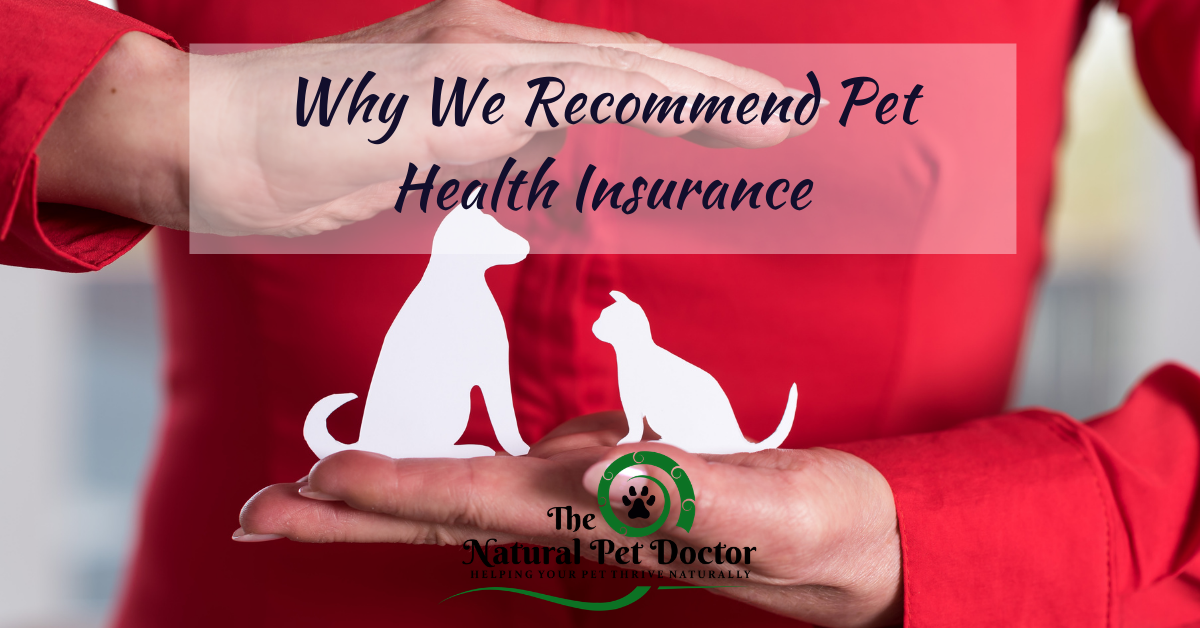 pet health care insurance