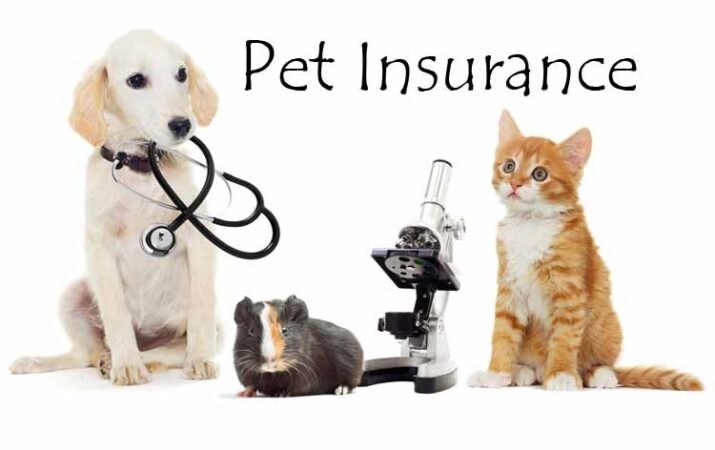 pet health insurance for cats