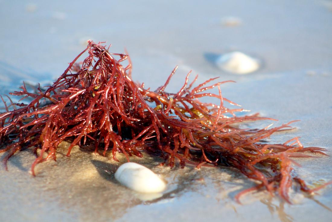 carrageenan seaweed uses