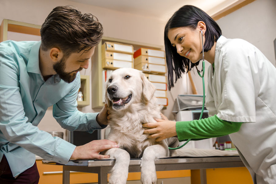 animal health insurance terbaru