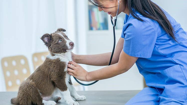 health insurance for pets