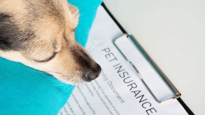 Who is the best pet insurance company