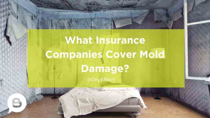 What insurance companies cover mold damage